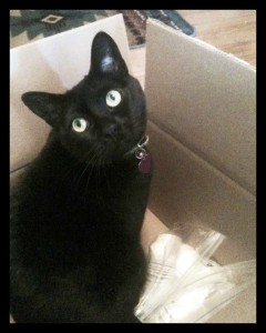 Ophelia, the kitty