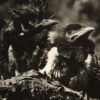 New Magpies: Sarah Richardson and Derrick Kapchinsky Baby magpies