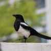 Magpies landing at Origins